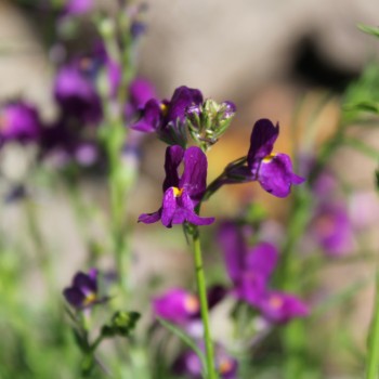 Marokkanisches Leinkraut Licilia Violet (Samen)