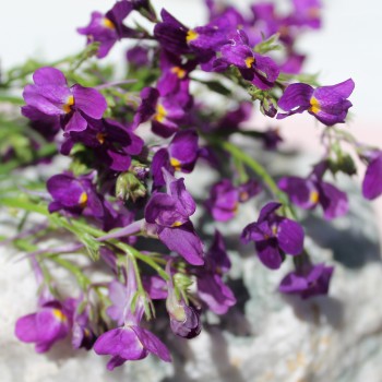Marokkanisches Leinkraut Licilia Violet (Samen)