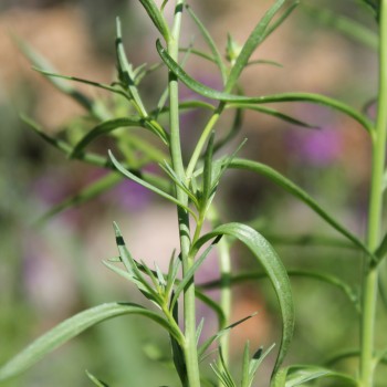 Marokkanisches Leinkraut Licilia Violet (Samen)