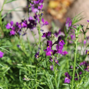 Marokkanisches Leinkraut Licilia Violet (Samen)