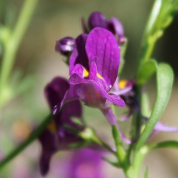 Marokkanisches Leinkraut Licilia Violet (Samen)