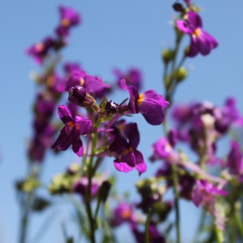 Marokkanisches Leinkraut Licilia Violet (Samen)
