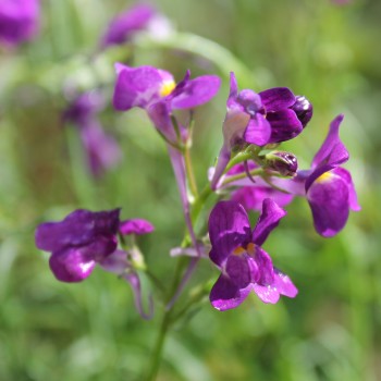 Marokkanisches Leinkraut Licilia Violet (Samen)
