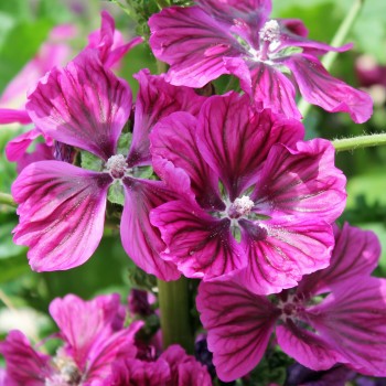 Mauretanische Malve