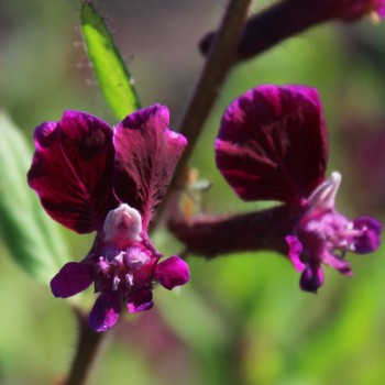 Mausohr-Köcherblümchen Purple Passion (Samen)
