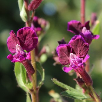 Mausohr-Köcherblümchen Purple Passion (Samen)