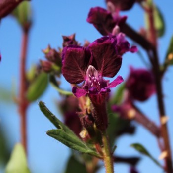 Mausohr-Köcherblümchen Purple Passion (Samen)