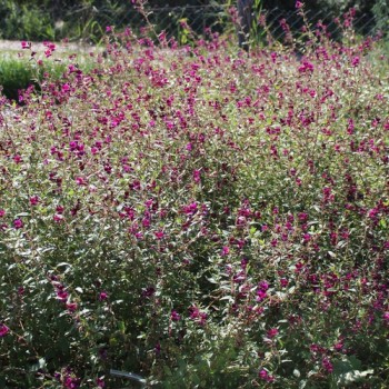 Mausohr-Köcherblümchen Purple Passion (Samen)