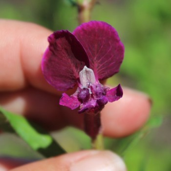 Mausohr-Köcherblümchen Purple Passion (Samen)