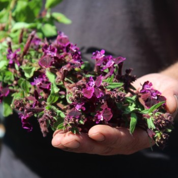 Mausohr-Köcherblümchen Purple Passion (Samen)