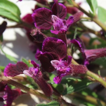 Mausohr-Köcherblümchen Purple Passion (Samen)