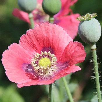 Mazedonischer Braunmohn (Samen)