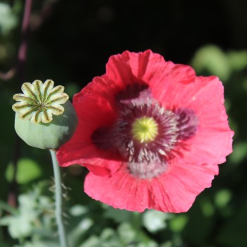Mazedonischer Braunmohn (Samen)