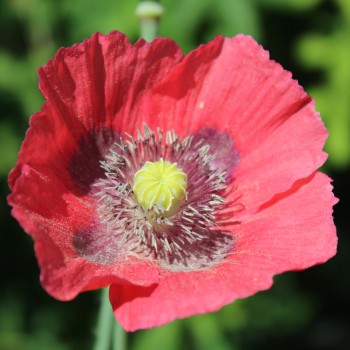 Mazedonischer Braunmohn