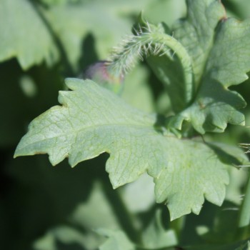 Mazedonischer Braunmohn (Samen)