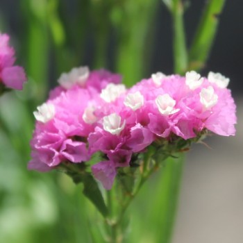Meerlavendel - Statice Rose (Samen)