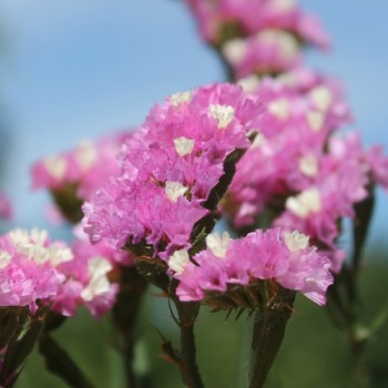 Meerlavendel - Statice Rose (Samen)