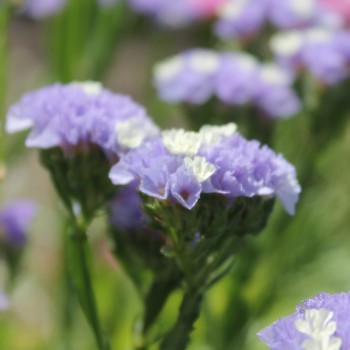Meerlavendel - Statice Sky blue (Samen)