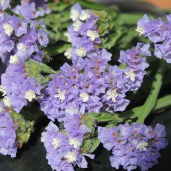 Meerlavendel - Statice Sky blue (Samen)