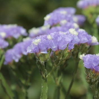 Meerlavendel - Statice Sky blue (Samen)