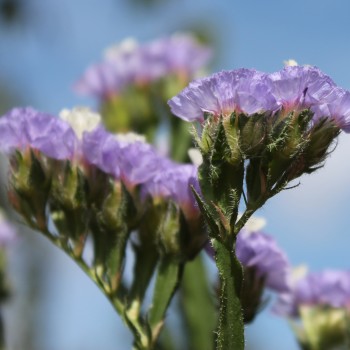 Meerlavendel - Statice Sky blue (Samen)