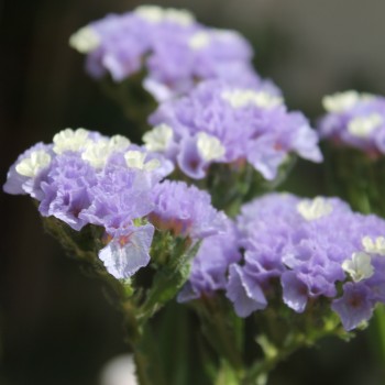 Meerlavendel - Statice Sky blue (Samen)