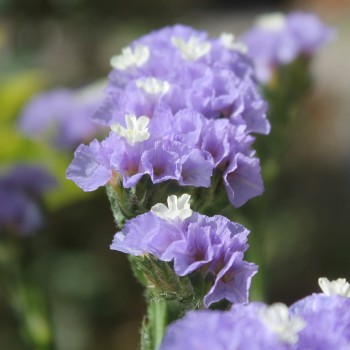 Meerlavendel - Statice Sky blue (Samen)