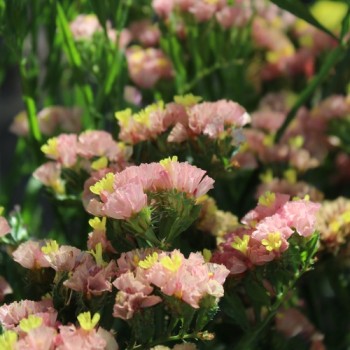 Meerlavendel - Statice Apricot Shades (Samen)