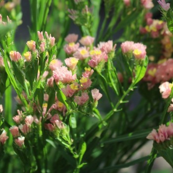 Meerlavendel - Statice Apricot Shades (Samen)