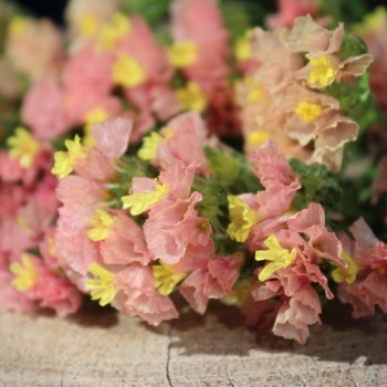 Meerlavendel - Statice Apricot Shades (Samen)