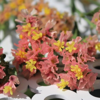 Meerlavendel - Statice Apricot Shades (Samen)