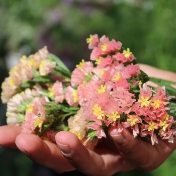 Meerlavendel - Statice Apricot Shades (Samen)