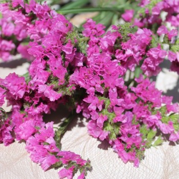 Meerlavendel - Statice Carmin Rose (Samen)