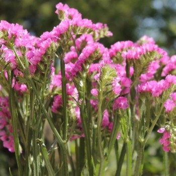 Meerlavendel - Statice Carmin Rose (Samen)