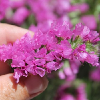Meerlavendel - Statice Carmin Rose (Samen)