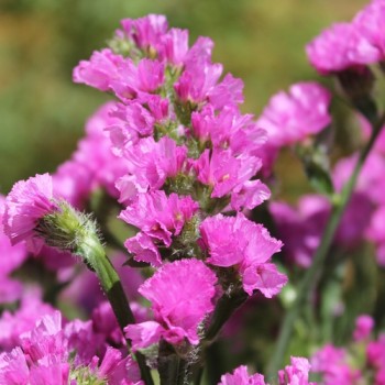 Meerlavendel - Statice Carmin Rose (Samen)