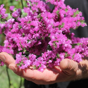 Meerlavendel - Statice Carmin Rose (Samen)