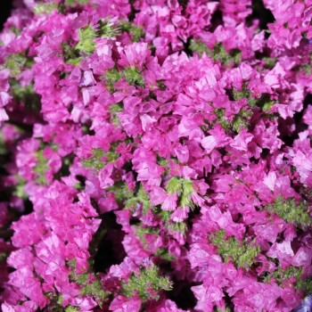 Meerlavendel - Statice Carmin Rose (Samen)