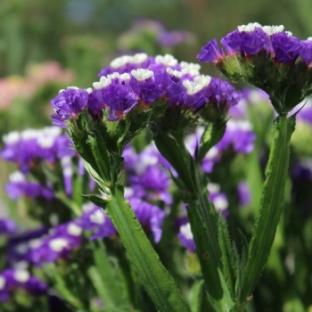 Meerlavendel - Statice Deep Blue (Samen)