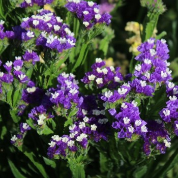 Meerlavendel - Statice Deep Blue (Samen)