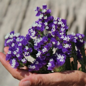 Meerlavendel - Statice Deep Blue (Samen)