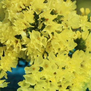 Meerlavendel - Statice Deep Yellow (Samen)