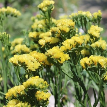 Meerlavendel - Statice Deep Yellow (Samen)