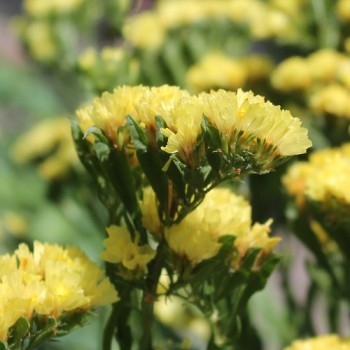 Meerlavendel - Statice Deep Yellow (Samen)