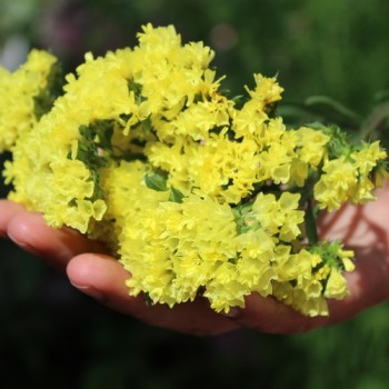 Meerlavendel - Statice Deep Yellow (Samen)