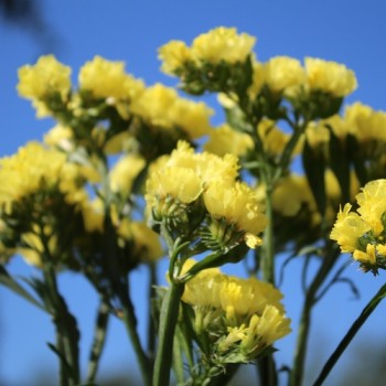 Meerlavendel - Statice Deep Yellow (Samen)