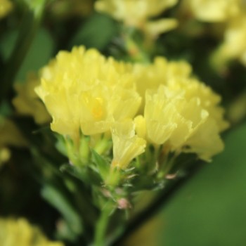Meerlavendel - Statice Deep Yellow (Samen)