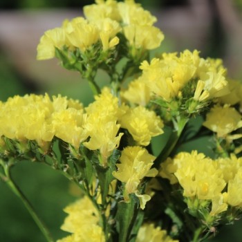 Meerlavendel - Statice Deep Yellow (Samen)