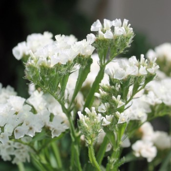 Meerlavendel - Statice White (Samen)