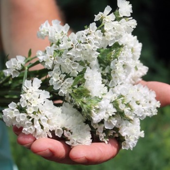 Meerlavendel - Statice White (Samen)